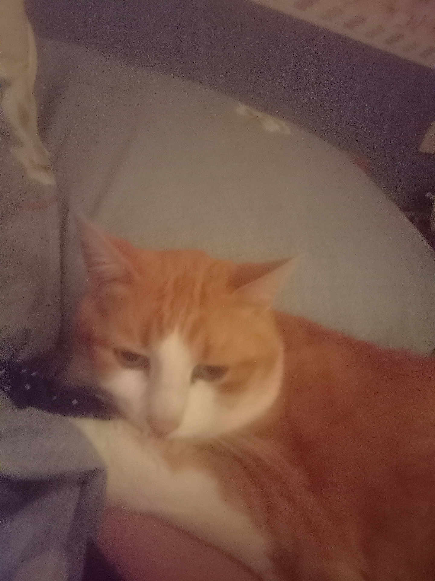Clochette participe au concours pour gagner de l'argent avec cette photo : cat, orange_cat, white_cat, pet, feline, sleepy, indoors, soft, resting, fur, animal, closeup, cute, relaxed, cozy, domestic, mammal, whiskers, ears, companion