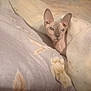 abyssinian, angora, animal, bed, bedroom, blanket, canine, cat, chihuahua, cushion, dog, furniture, homedecor, indoors, kitten, linen, pet, quilt, room, siamese