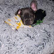 Ikaros is registered to the contest to win money with this photo: puppy, dog, pet, bed, fluffy_bed, indoor, wooden_floor, cute, animal_clothing, banana_pattern, gray_bed, one_ear_up, young_dog, canine, small_pet, resting, fur, adorable, animal, domestic_pet