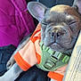 Ikaros joined the competition — help win amazing prizes! puppy, dog, french_bulldog, sleeping, car_seat, harness, clothing, orange_shirt, pink_bag, pet, cute, animal, face, ears, nose, paw, resting, closeup, domestic_animal, young