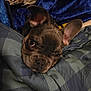 Ikaros is registered to the contest to win money with this photo: dog, french_bulldog, pet, blanket, cozy, indoor, resting, ears, fur, comfort, cute, animal, sleepy, portrait, close_up, face, relaxing, soft, bed, warm