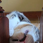 Tobias joined the competition — help win amazing prizes! cat, upside_down, teeth, pink_nose, whiskers, wooden_posts, playful, indoor, close_up, fur, tabby, pet, animal, curious, face, eyes, floor, resting, cute, mischievous
