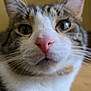 Tobias is registered to the contest to win money with this photo: cat, close_up, face, whiskers, pink_nose, green_eyes, tabby, white_fur, curious, pet, animal, indoor, feline, soft, cute, portrait, fur, ears, nose