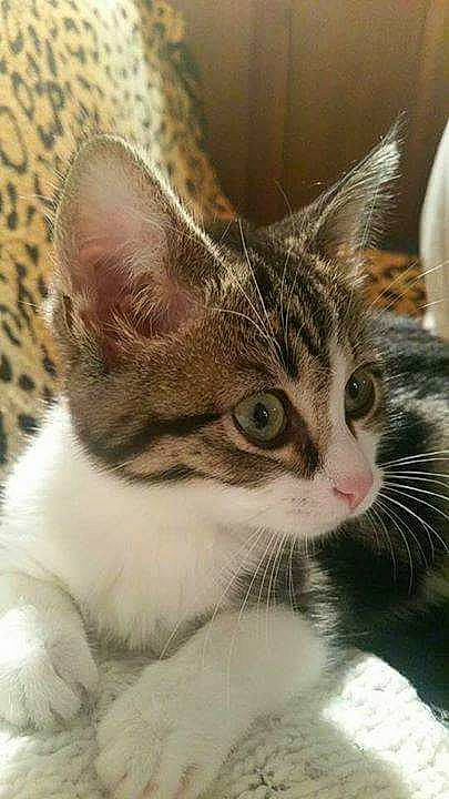 Câlin a rejoint le concours — aidez-le/la à gagner de superbes lots ! aegean_cat, american_bobtail, american_shorthair, american_wirehair, asian, australian_mist, bengal, carnivore, cat, domestic_short_haired_cat, dragon_li, european_shorthair, felidae, kitten, mammal, munchkin, small_to_medium_sized_cats, tabby_cat, vertebrate, whiskers