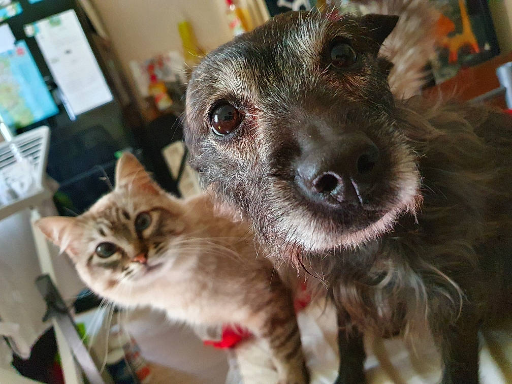 Homalet a rejoint le concours — aidez-le/la à gagner de superbes lots ! canidae, carnivore, cat, cornish_rex, devon_rex, dog_breed, domestic_short_haired_cat, eye, felidae, fur, german_rex, kitten, mammal, nose, small_to_medium_sized_cats, snout, tabby_cat, whiskers