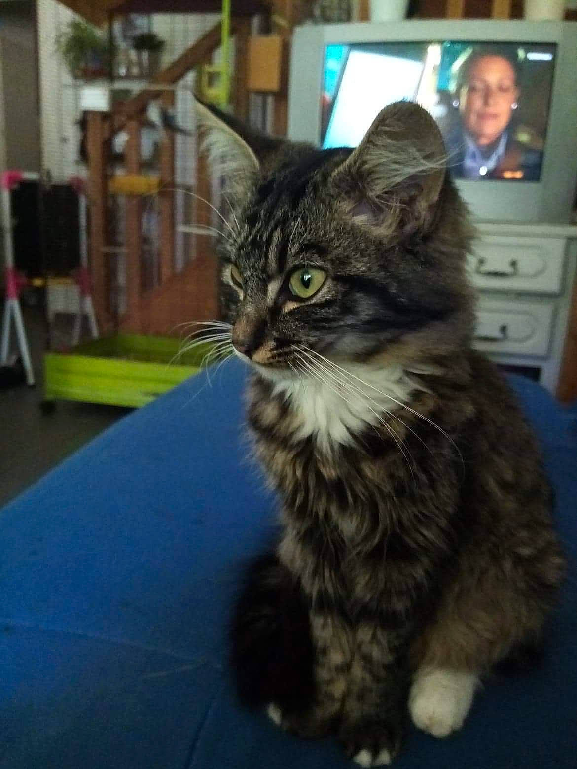 Cookies a rejoint le concours — aidez-le/la à gagner de superbes lots ! bookcase, cabinetry, carnivore, cat, computer_monitor, domestic_short_haired_cat, eye, felidae, fur, hair, iris, maine_coon, paw, shelf, small_to_medium_sized_cats, snout, tail, television, terrestrial_animal, whiskers