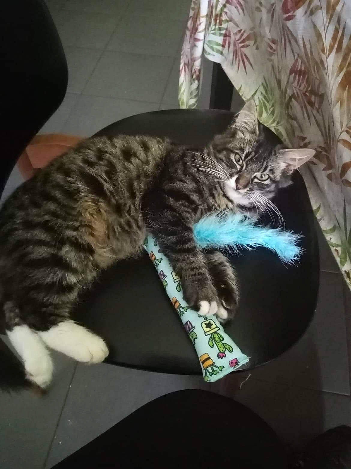 Cookies a rejoint le concours — aidez-le/la à gagner de superbes lots ! carnivore, cat, claw, comfort, domestic_short_haired_cat, felidae, fur, lap, paw, small_to_medium_sized_cats, snout, tail, terrestrial_animal, whiskers