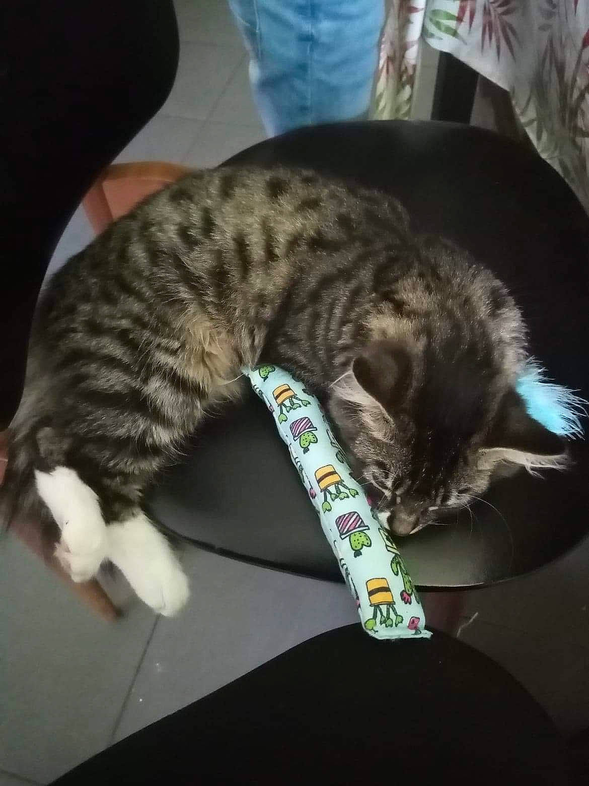 Cookies a rejoint le concours — aidez-le/la à gagner de superbes lots ! carnivore, cat, claw, comfort, domestic_short_haired_cat, felidae, fur, lap, nap, paw, sleep, small_to_medium_sized_cats, snout, tail, terrestrial_animal, whiskers