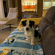 Api participe au concours pour gagner de l'argent avec cette photo : puppy, dog, blanket, couch, living_room, lamp, furniture, indoor, home, modern, pet, cute, animal, cozy, carpet, chair, wooden_cabinet, decor, floor, window