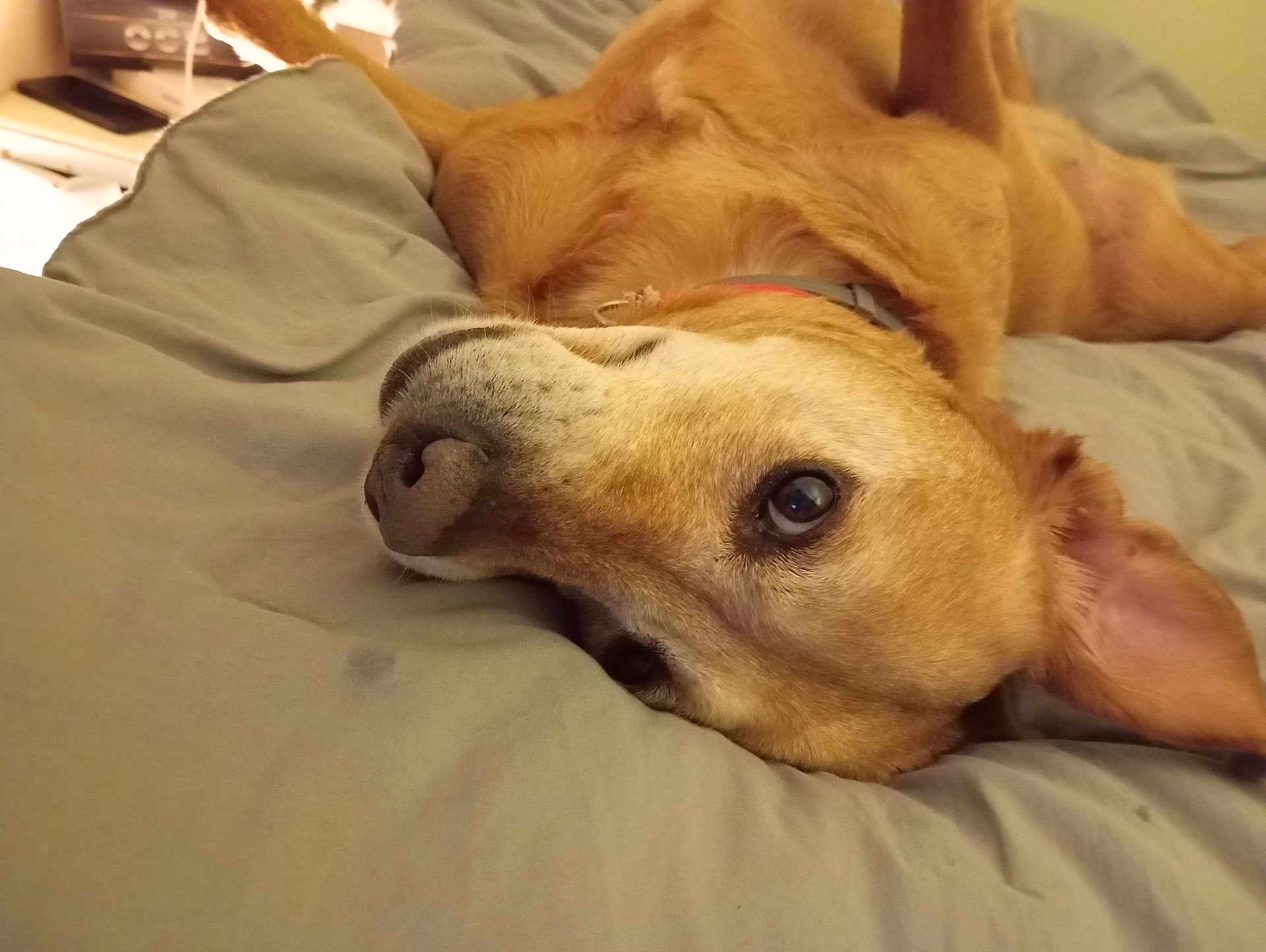 Lila
