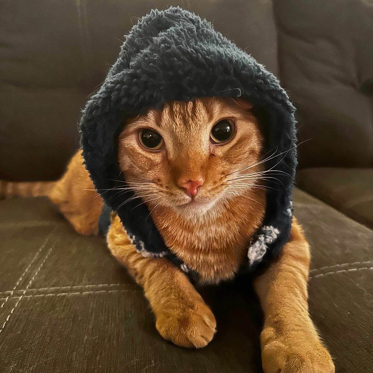 Jax joined the competition — help win amazing prizes! abyssinian, animal, blanket, canine, cap, cat, clothing, couch, dog, furniture, hardwood, hat, hood, indoors, interiordesign, kitten, manx, pet, puppy, wood