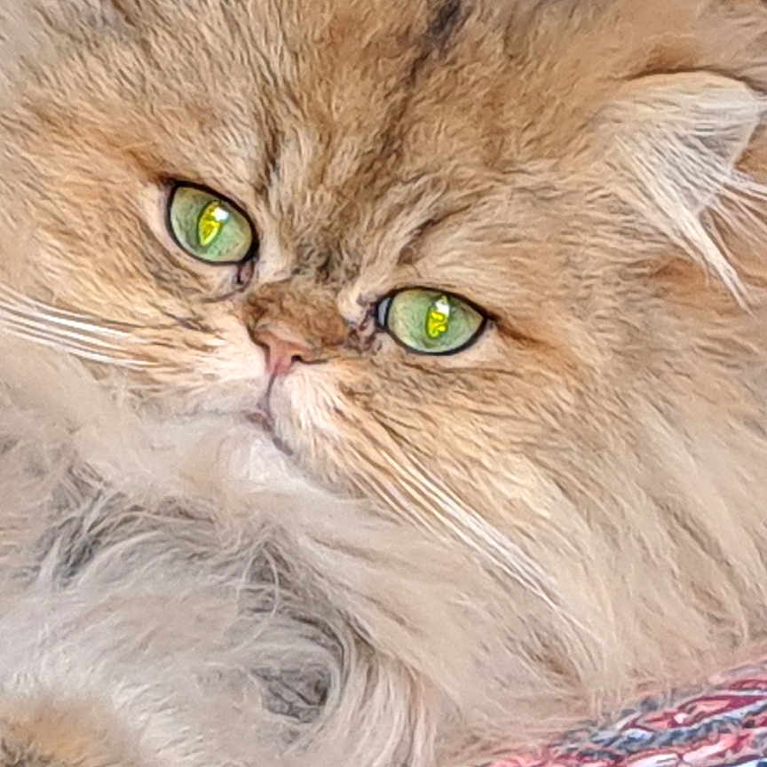 Pti'Coeur participe au concours pour gagner de l'argent avec cette photo : abyssinian, accessories, angora, animal, art, bed, blanket, cat, couch, cushion, furniture, homedecor, kitten, linen, manx, ornament, person, pet, quilt, sleeping