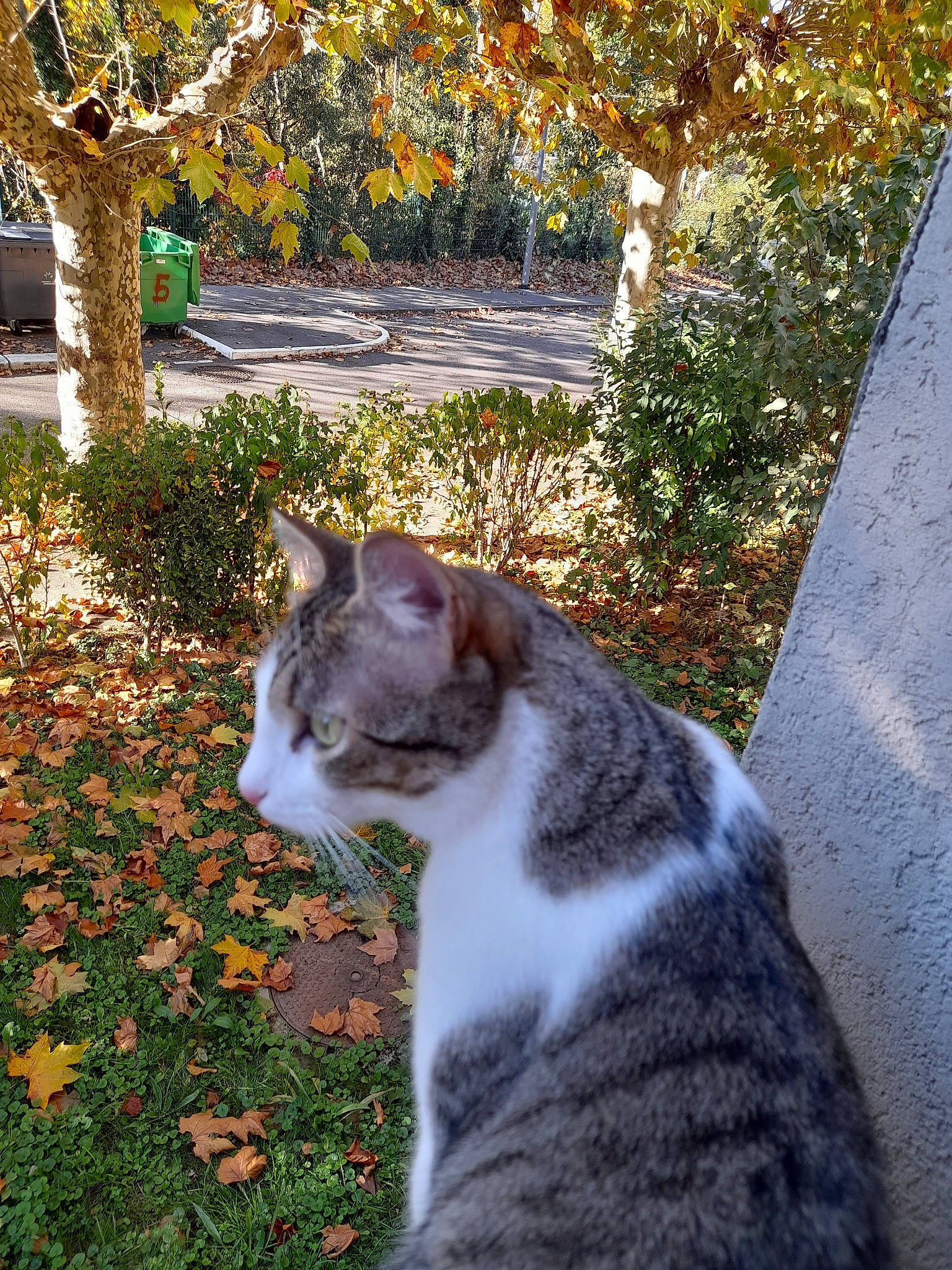 Marley participe au concours pour gagner de l'argent avec cette photo : carnivore, cat, deciduous, domestic_short_haired_cat, eye, fawn, felidae, fur, garden, grass, groundcover, leaf, plant, small_to_medium_sized_cats, snout, tail, terrestrial_animal, tree, whiskers, wildlife