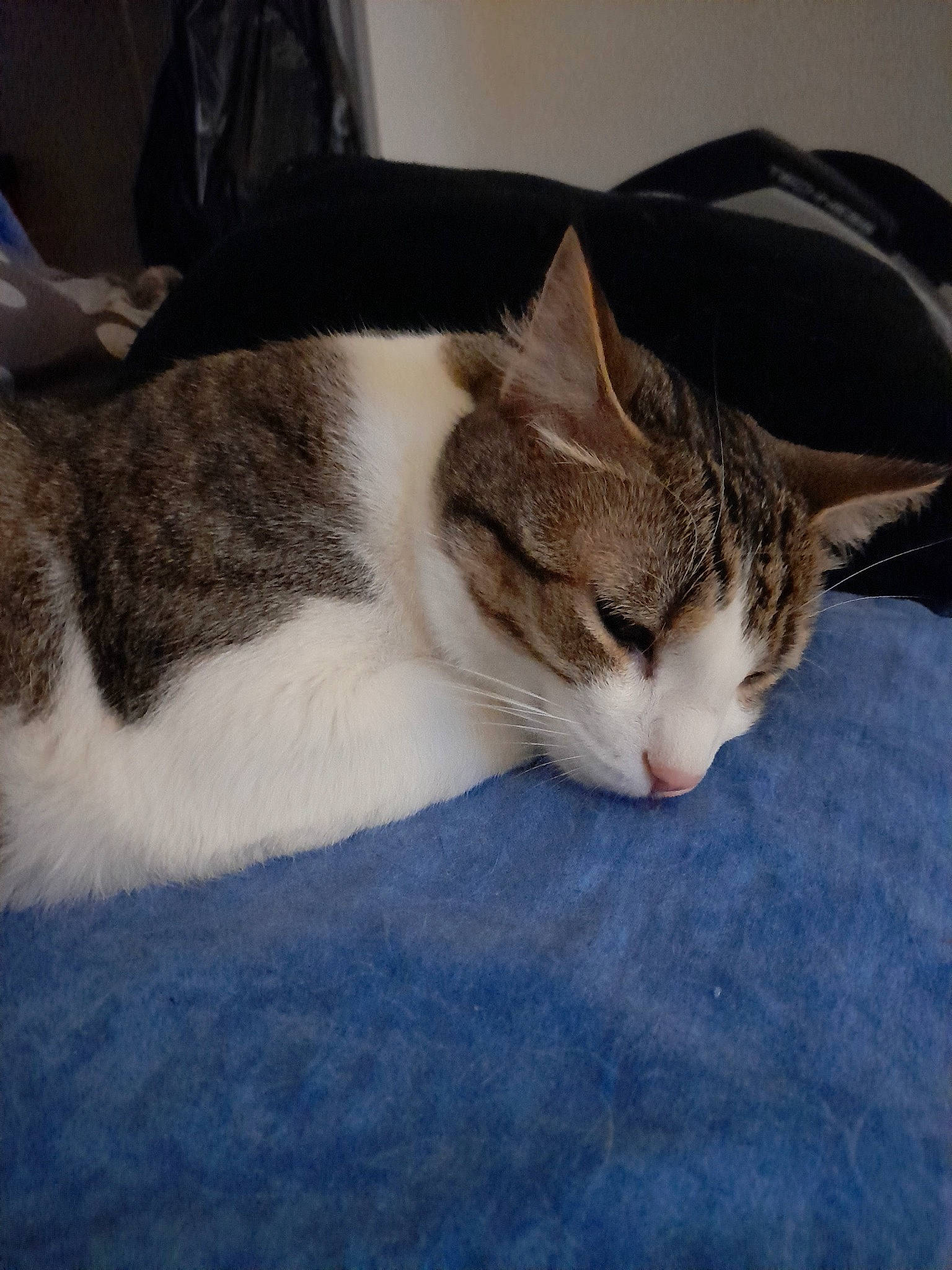 Marley a rejoint le concours — aidez-le/la à gagner de superbes lots ! carnivore, cat, comfort, domestic_short_haired_cat, eye, felidae, fur, nap, paw, sky, sleep, small_to_medium_sized_cats, snout, tail, whiskers