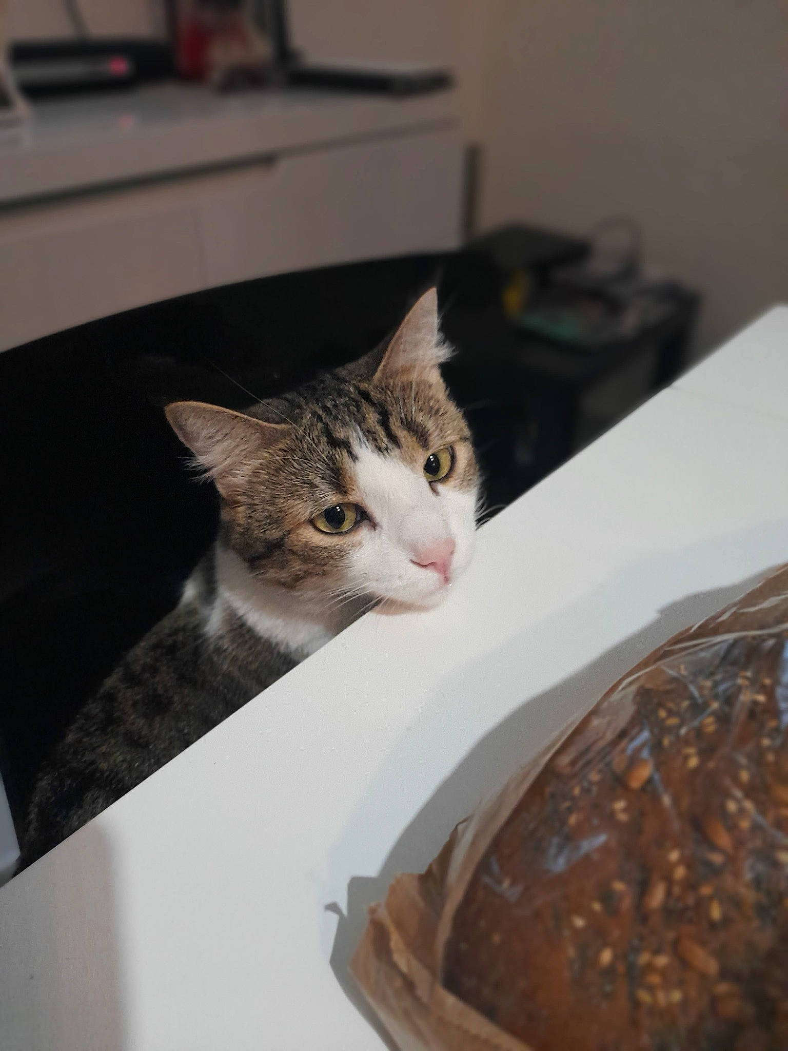 Marley a rejoint le concours — aidez-le/la à gagner de superbes lots ! box, cardboard, carnivore, cat, chocolate, comfort_food, cuisine, dish, domestic_short_haired_cat, felidae, food, fur, ingredient, paw, room, small_to_medium_sized_cats, tail, whiskers, wood