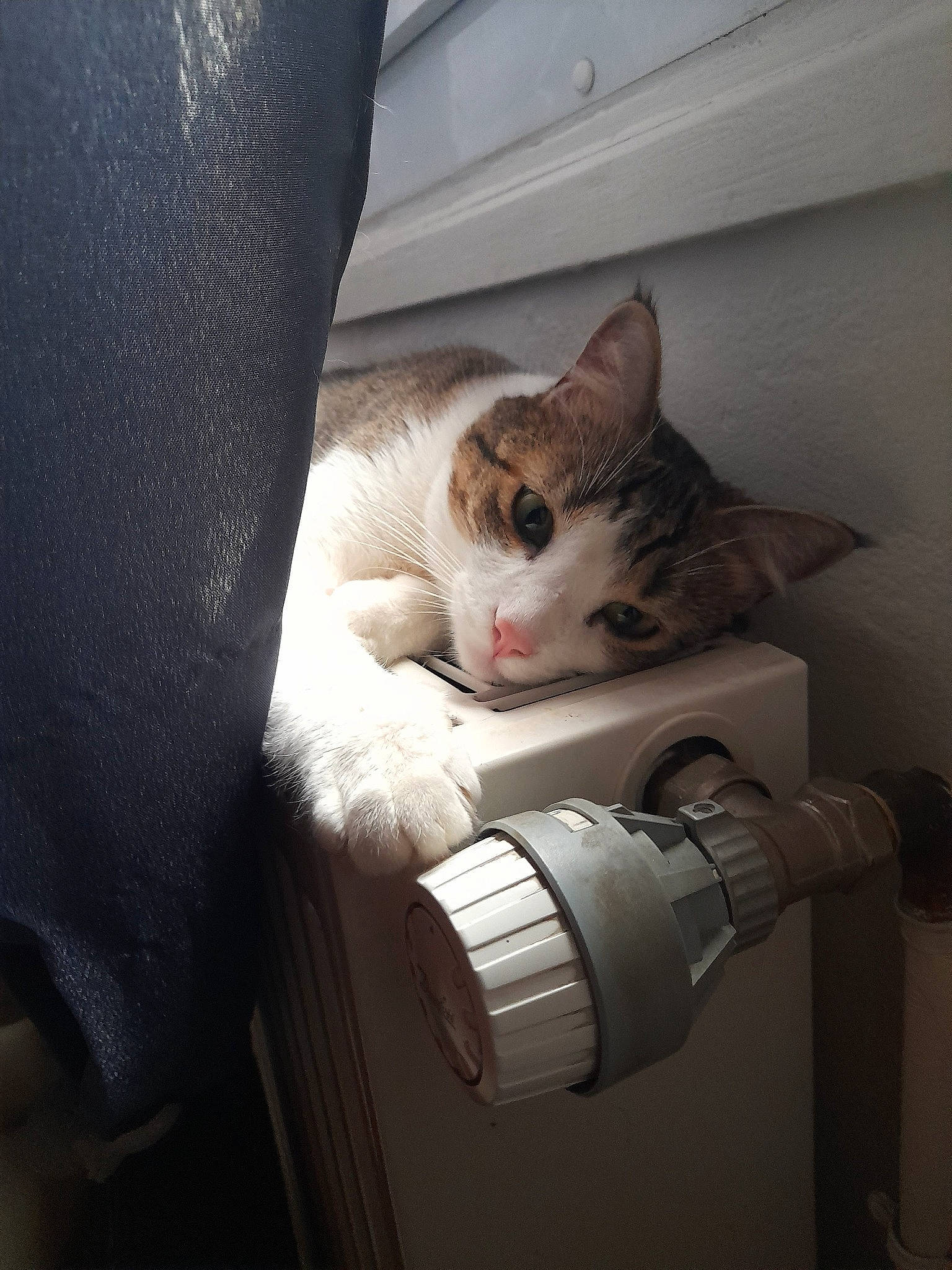 Marley participe au concours pour gagner de l'argent avec cette photo : carnivore, cat, ceiling, comfort, couch, domestic_short_haired_cat, felidae, fur, grey, hardwood, human_leg, linens, paw, room, small_to_medium_sized_cats, snout, tail, textile, whiskers, wood