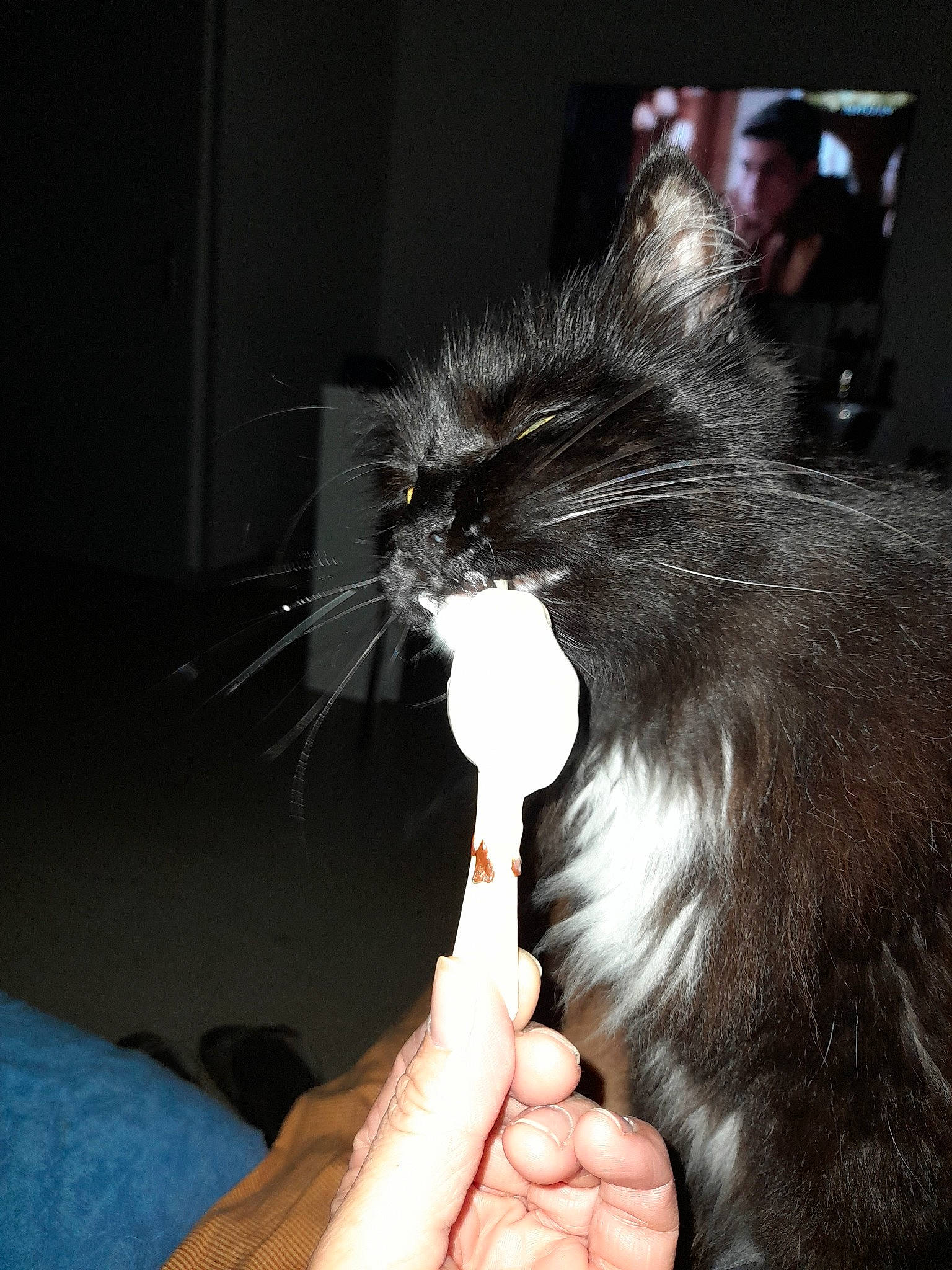 Stella participe au concours pour gagner de l'argent avec cette photo : black_cat, carnivore, cat, domestic_short_haired_cat, ear, felidae, fur, gesture, nail, small_to_medium_sized_cats, tail, thumb, whiskers, wrist