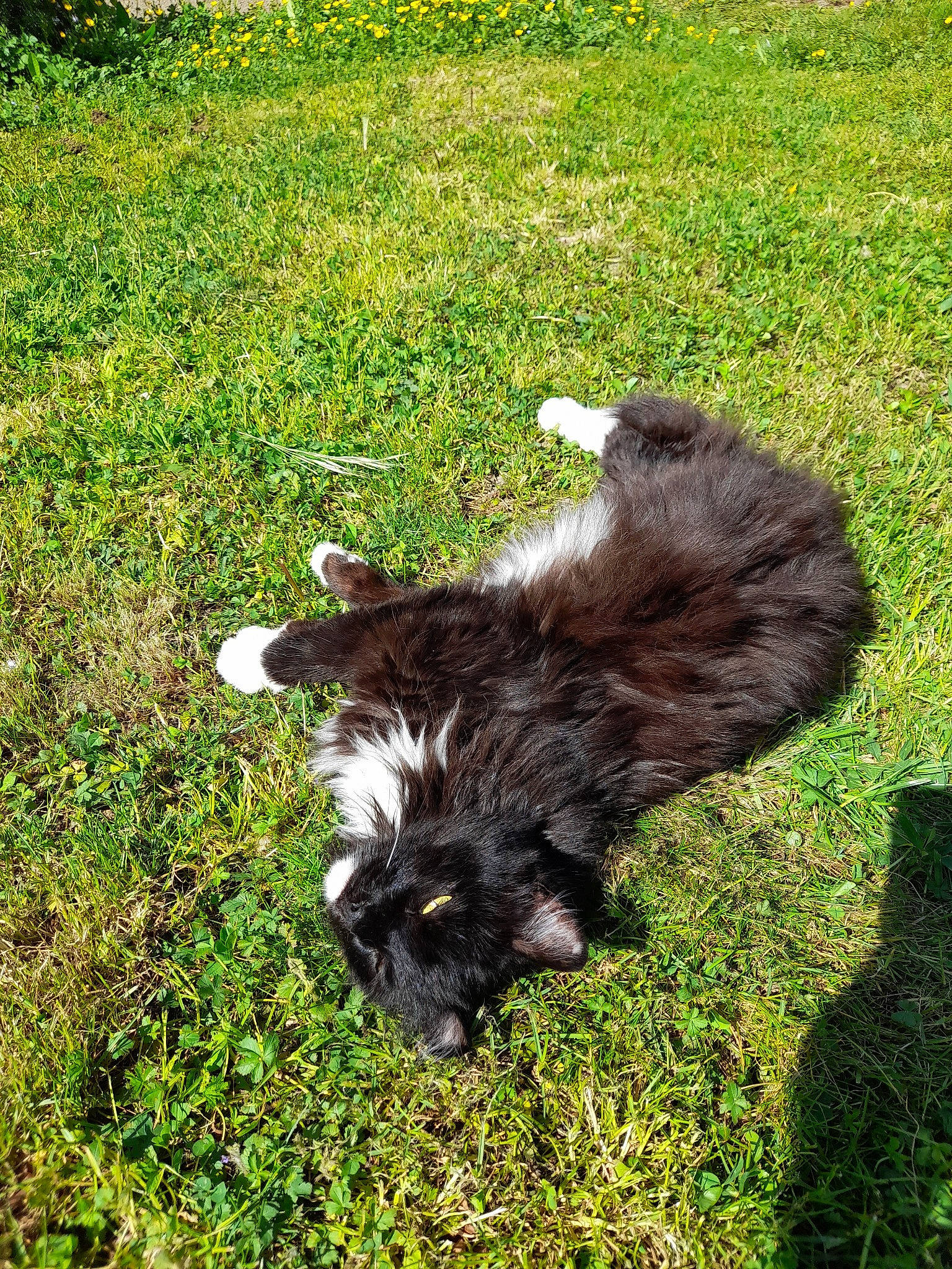 Stella