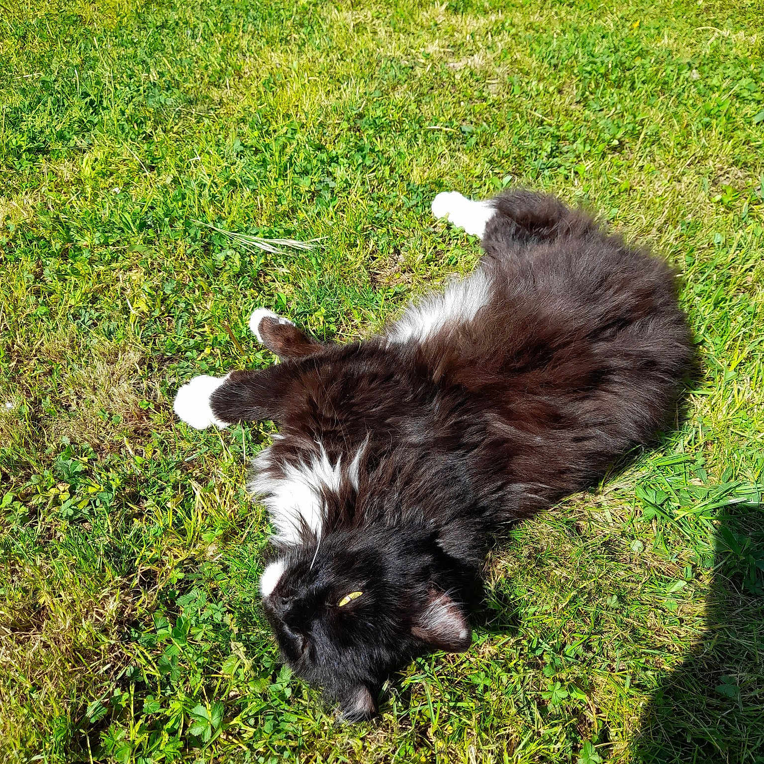 Stella