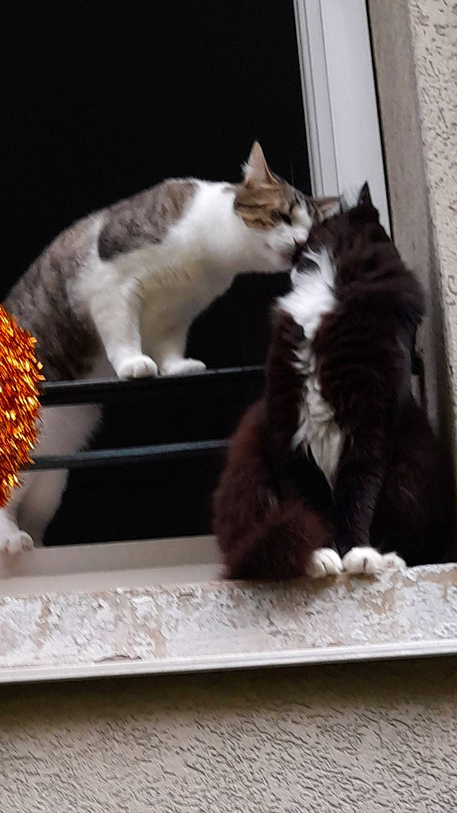 Stella a rejoint le concours — aidez-le/la à gagner de superbes lots ! carnivore, cat, cat_supply, claw, comfort, domestic_short_haired_cat, felidae, flooring, fur, hardwood, paw, pet_supply, photo_caption, rectangle, room, small_to_medium_sized_cats, tail, whiskers, window, wood