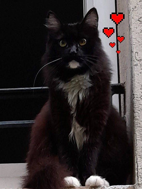Stella participe au concours pour gagner de l'argent avec cette photo : black_cat, british_longhair, carnivore, cat, claw, domestic_short_haired_cat, door, felidae, fur, grey, monochrome_photography, paw, sitting, small_to_medium_sized_cats, snout, tail, terrestrial_animal, whiskers, window