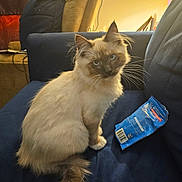 Sir Wallace is registered to the contest to win money with this photo: cat, fluffy, blue_eyes, indoor, couch, furniture, snack_bag, pet, animal, curious, sitting, whiskers, soft_light, domestic, mammal, fur, cute, companion, cozy, relaxed