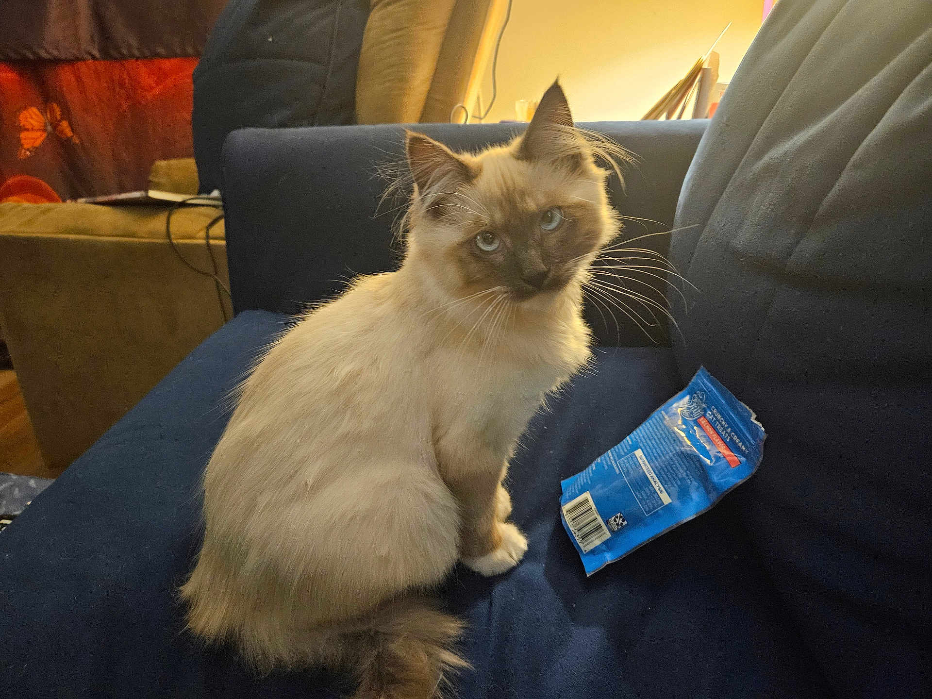 Sir Wallace is registered to the contest to win money with this photo: cat, fluffy, blue_eyes, indoor, couch, furniture, snack_bag, pet, animal, curious, sitting, whiskers, soft_light, domestic, mammal, fur, cute, companion, cozy, relaxed