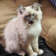 Sir Walter Woo is registered to the contest to win money with this photo: kitten, cat, blue_eyes, fluffy, sitting, indoor, couch, furniture, pet, cute, young, whiskers, ears, fur, domestic_animal, animal, portrait, cozy, looking, curious