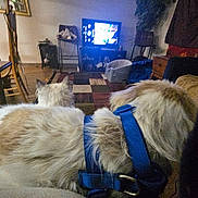 Sir Walter Woo is registered to the contest to win money with this photo: animal, cat, chair, couch, cozy, decor, dog, floor, furniture, harness, home, indoor, living_room, pet_bed, pets, relaxing, rug, table, television, wooden_floor