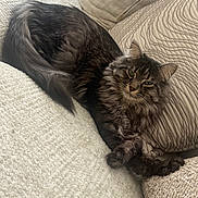 Hazel joined the competition — help win amazing prizes! cat, feline, long_hair, tabby, pet, couch, pillow, blanket, cozy, indoor, relaxing, whiskers, paws, green_eyes, fur, lounging, tail, home, close_up, sleepy