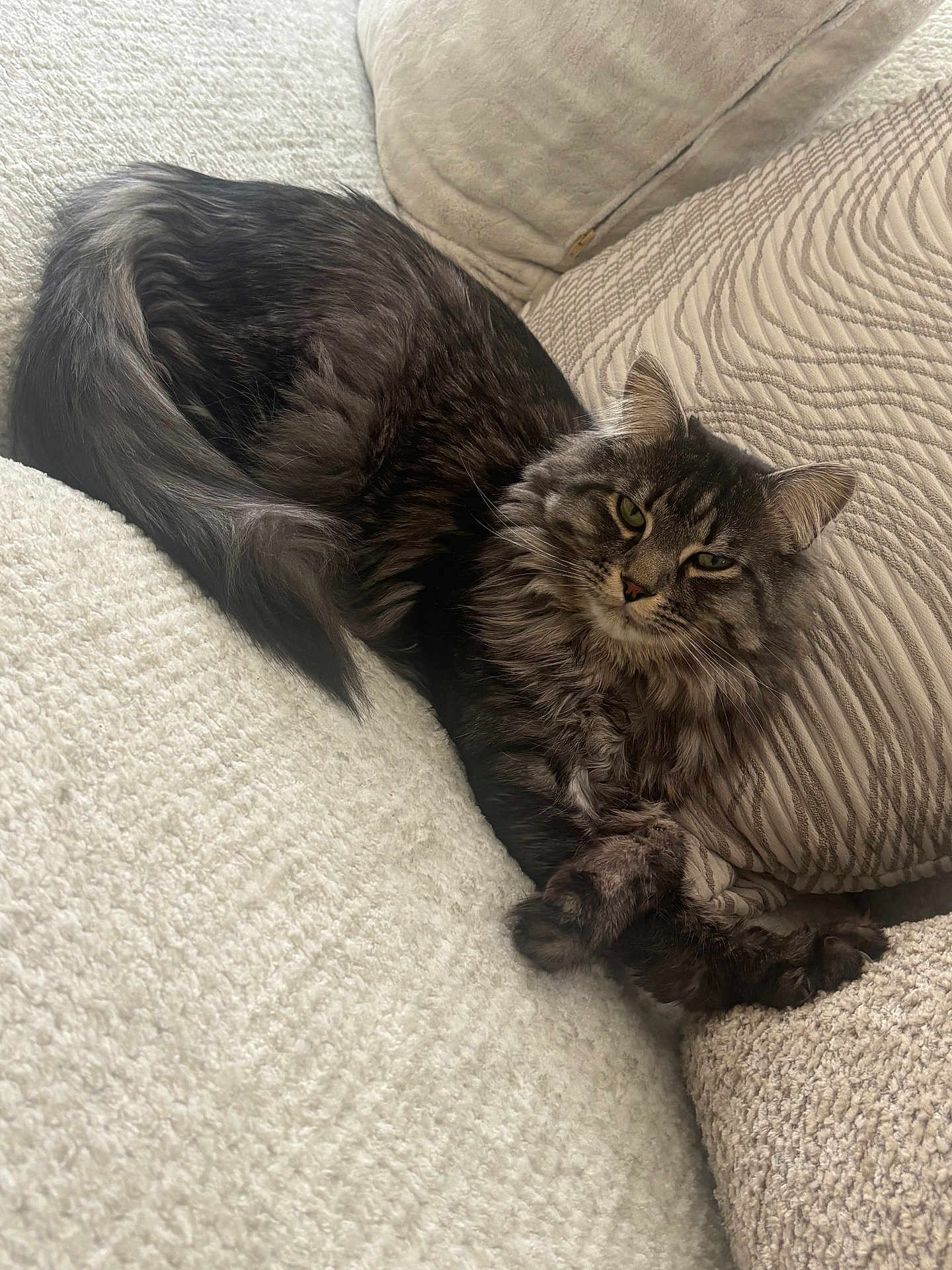 Hazel joined the competition — help win amazing prizes! cat, feline, long_hair, tabby, pet, couch, pillow, blanket, cozy, indoor, relaxing, whiskers, paws, green_eyes, fur, lounging, tail, home, close_up, sleepy