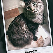 Hazel Cosme joined the competition — help win amazing prizes! animal, cat, close_up, curious, cute, ears, feline, fluffy, gray_cat, green_eyes, indoor, pet, photo, polaroid, portrait, sitting, soft_surface, tabby, vintage, whiskers