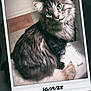 animal, cat, close_up, curious, cute, ears, feline, fluffy, gray_cat, green_eyes, indoor, pet, photo, polaroid, portrait, sitting, soft_surface, tabby, vintage, whiskers