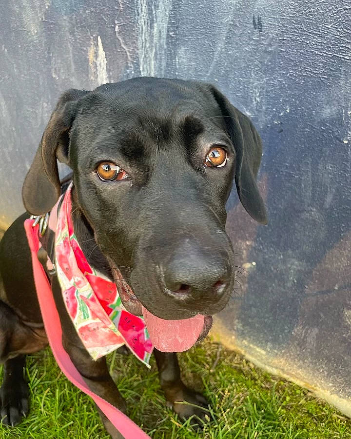 Nixie joined the competition — help win amazing prizes! carnivore, collar, companion_dog, dog, dog_breed, dog_collar, dog_supply, fawn, grass, guard_dog, gun_dog, liver, personal_protective_equipment, pet_supply, plant, retriever, snout, sporting_group, whiskers, working_animal