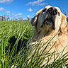 Stark participe au concours pour gagner de l'argent avec cette photo : dog, golden_retriever, grass, outdoor, blue_sky, clouds, nature, pet, animal, fluffy, sunlight, field, canine, muzzle, fur, snout, summer, relaxed, portrait, close_up