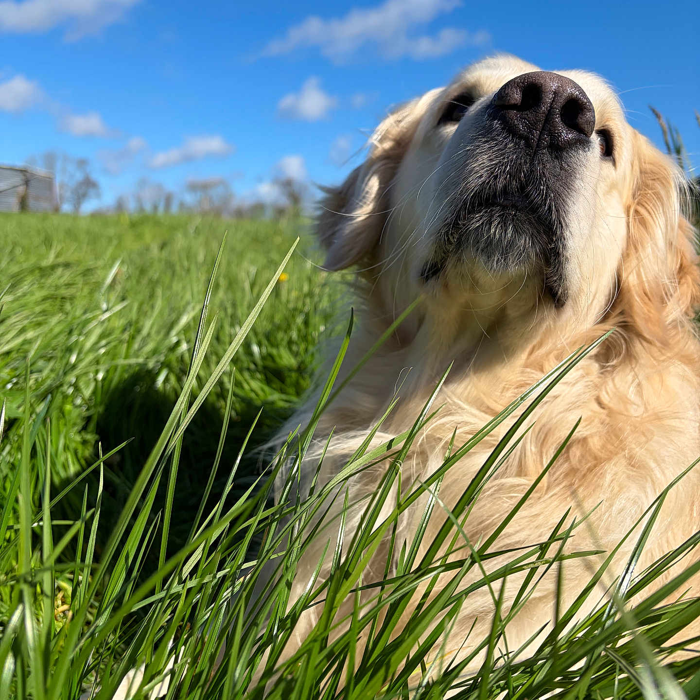 Stark participe au concours pour gagner de l'argent avec cette photo : dog, golden_retriever, grass, outdoor, blue_sky, clouds, nature, pet, animal, fluffy, sunlight, field, canine, muzzle, fur, snout, summer, relaxed, portrait, close_up