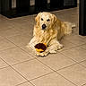 dog, golden_retriever, toy, indoor, tile_floor, pet, animal, laying_down, floor, mammal, fur, domestic_animal, cute, companion, resting, room, shelving_unit, home, playful, friendly