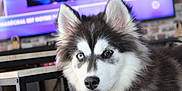 Vasko a rejoint le concours — aidez-le/la à gagner de superbes lots ! animal_portrait, black_and_white_fur, blue_eye, blurred_background, brown_eye, canine, close_up, cute, dog, ears, face, fluffy_fur, furniture, heterochromia, husky, indoor, nose, pet, puppy, television