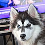 animal_portrait, black_and_white_fur, blue_eye, blurred_background, brown_eye, canine, close_up, cute, dog, ears, face, fluffy_fur, furniture, heterochromia, husky, indoor, nose, pet, puppy, television