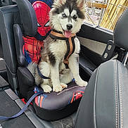 Vasko participe au concours pour gagner de l'argent avec cette photo : animal, blue_eye, brown_eye, car_seat, cute, dog, fur, happy, harness, husky, indoor, leash, pet, puppy, seat, sitting, spiderman, tongue_out, vehicle_interior, window