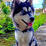 Vasko participe au concours pour gagner de l'argent avec cette photo : blue_eye, brown_eye, building, canine, dog, garden, greenery, happy, heterochromia, husky, nature, outdoor, pet, sitting, sky, stone_path, sunny, tongue_out, tree, water_stream