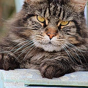 Olaf participe au concours pour gagner de l'argent avec cette photo : cat, tabby, fluffy, whiskers, yellow_eyes, closeup, stone, ledge, animal, pet, feline, outdoor, fur, portrait, relaxed, resting, mammal, face, ears, paw