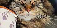 Olaf participe au concours pour gagner de l'argent avec cette photo : animal, cat, close_up, cozy, cute, domestic_cat, ears, feline, fluffy, indoor, pattern, paw_prints, pet, pillow, relaxed, resting, sleeping, soft_fur, tabby, whiskers