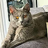 cat, gray_cat, pet, feline, golden_eyes, whiskers, ears, fur, short_hair, lounging, sitting, couch, sofa, indoor, home, laundry_room, washing_machine, portrait, relaxed, close_up