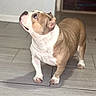 Ice Spice joined the competition — help win amazing prizes! dog, bulldog, pet, animal, indoor, floor, tile, curious, looking_up, brown, white, short_hair, ears, paws, companion, domestic, standing, mammal, cute, portrait