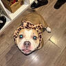 dog, pet, animal, indoor, floor, wooden_floor, headband, leopard_print, slippers, shelf, box, looking_up, cute, brown, white, face, ears, nose, expression, home