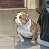 Ice Spice is registered to the contest to win money with this photo: bulldog, dog, pet, indoor, floor, tile, brown, white, canine, looking, side_view, companion, animal, domestic, short_hair, ears, snout, paws, sitting, waiting