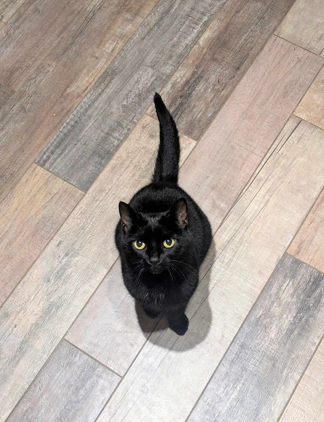 Olav