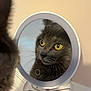 cat, mirror, reflection, gray_cat, yellow_eyes, vanity_table, grooming_tools, hair_clip, whiskers, focused, curious, indoor, pet, close_up, face, animal, domestic_cat, feline, looking, soft_light