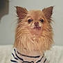 animal, calm, closeup, companion, cozy, cute, dog, ears, eyes, face, fluffy, furry, indoor, mammal, pet, portrait, shirt, sitting, small_dog, striped_shirt